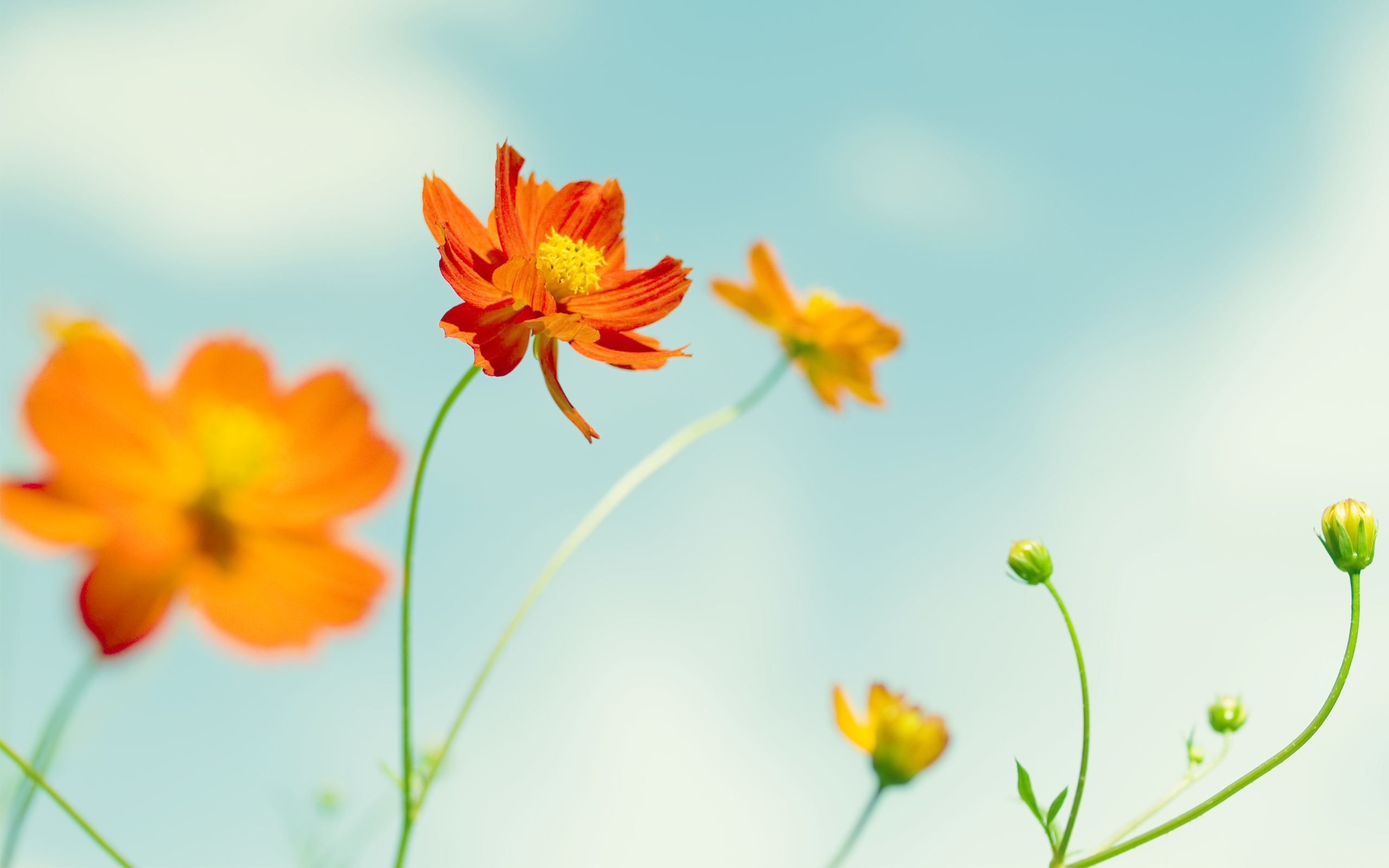 Cosmos Flowers640681988